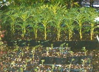 seeds.jpg (21754 bytes)
